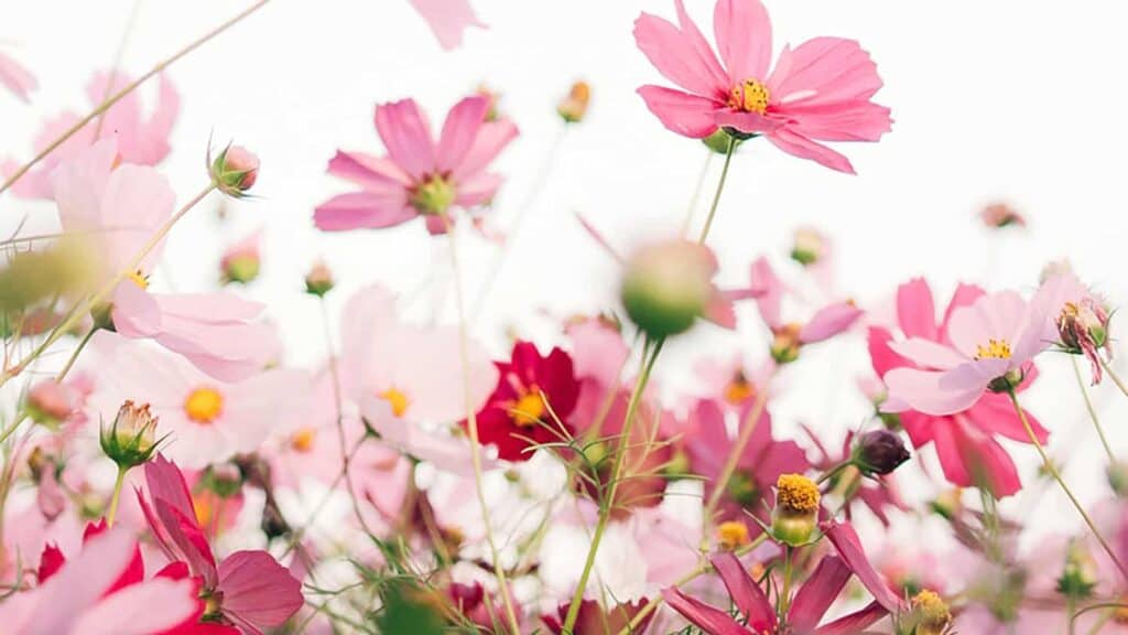 55 FREE APRIL 2022 DESKTOP WALLPAPERS – FRESH DESIGNS FOR SPRING!, Oh So Lovely Blog