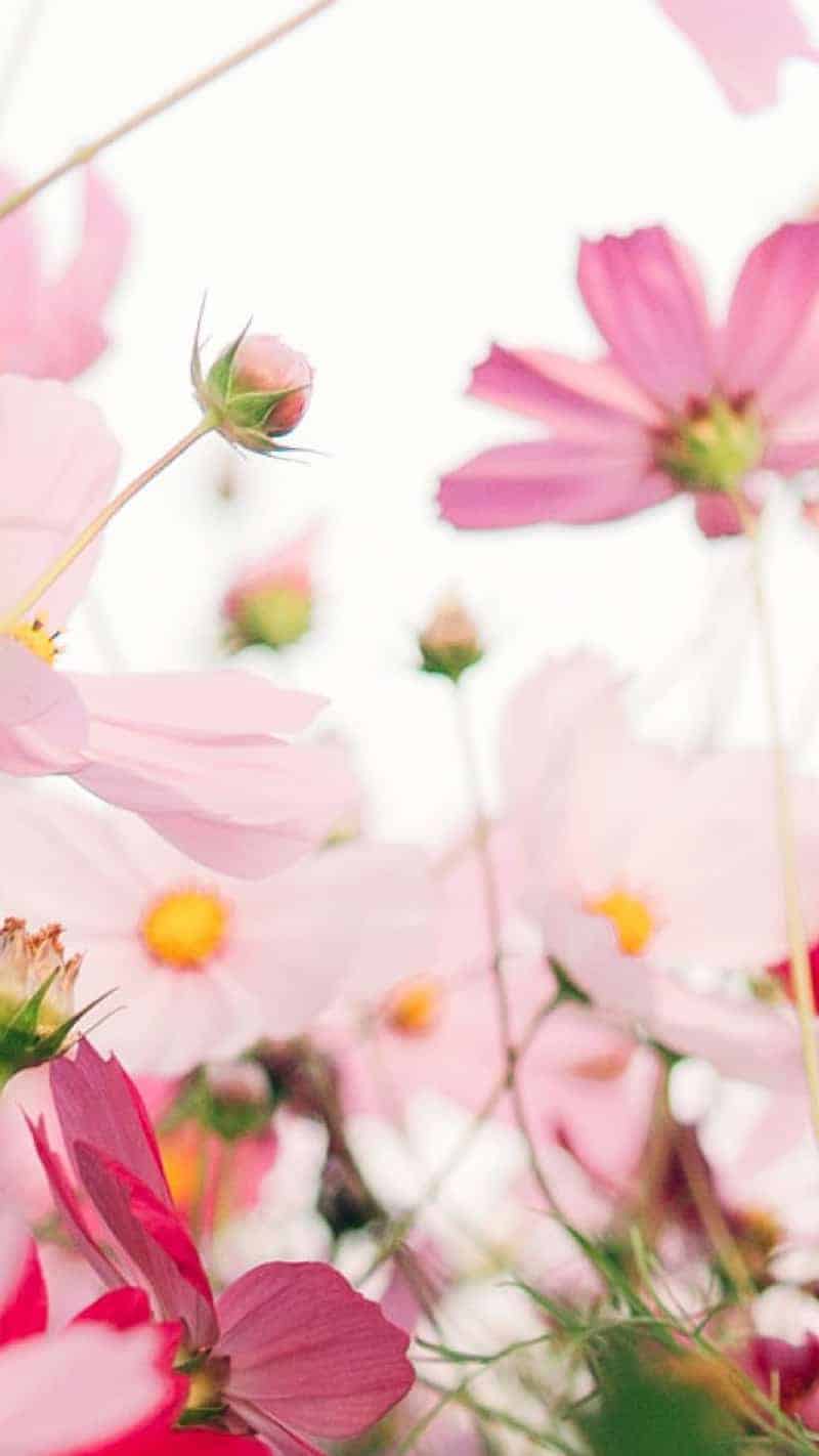 55 FREE APRIL 2022 DESKTOP WALLPAPERS – FRESH DESIGNS FOR SPRING!, Oh So Lovely Blog