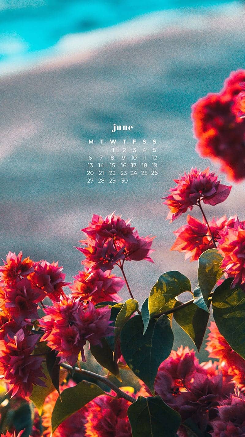 55 FREE JUNE 2022 PHONE &#038; DESKTOP WALLPAPERS – DRESS YOUR TECH!, Oh So Lovely Blog