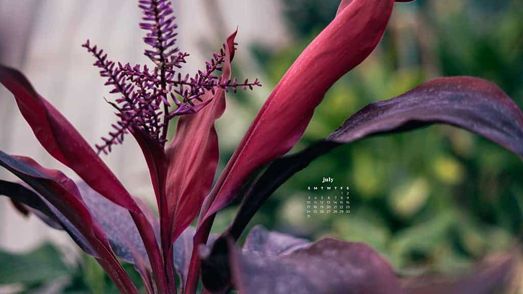 55 FREE JULY 2022 PHONE &#038; DESKTOP WALLPAPER CALENDARS, Oh So Lovely Blog