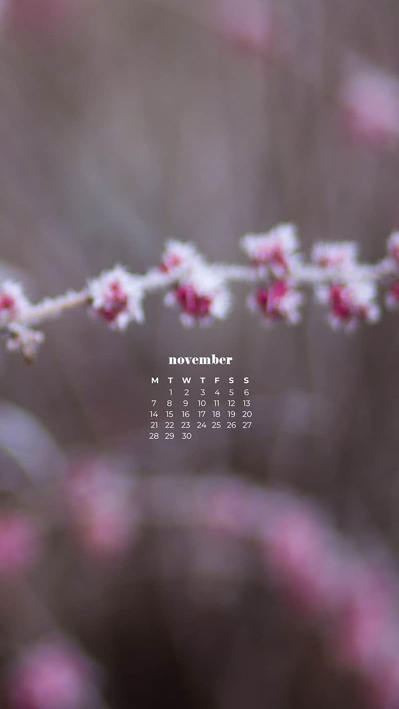 pink flower plant covered in a snowy frost November 2022 wallpapers – FREE calendars in Sunday & Monday starts + no-calendar designs. 59 beautiful options for desktop & smart phones!
