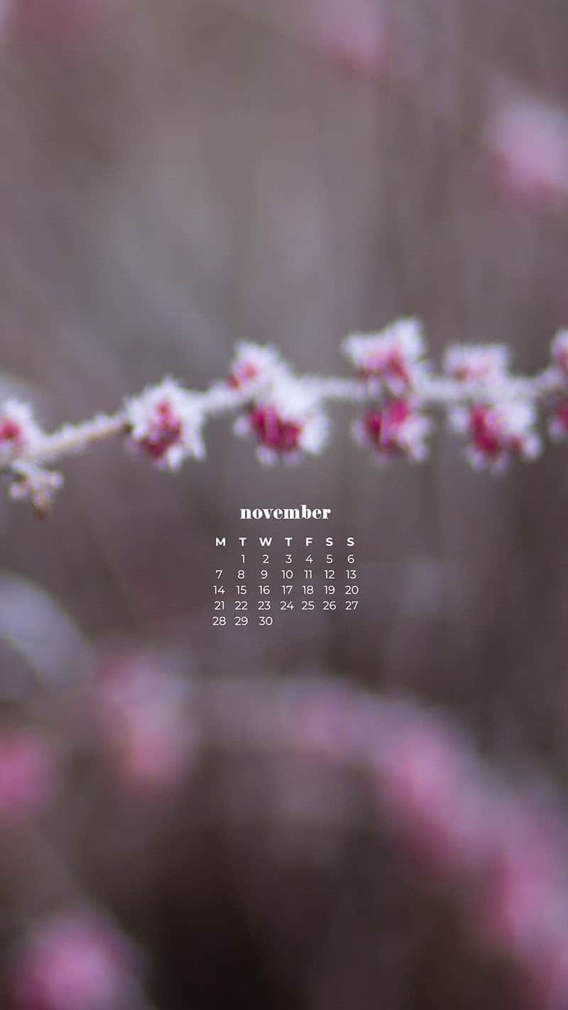pink flower plant covered in a snowy frost November 2022 wallpapers – FREE calendars in Sunday & Monday starts + no-calendar designs. 59 beautiful options for desktop & smart phones!