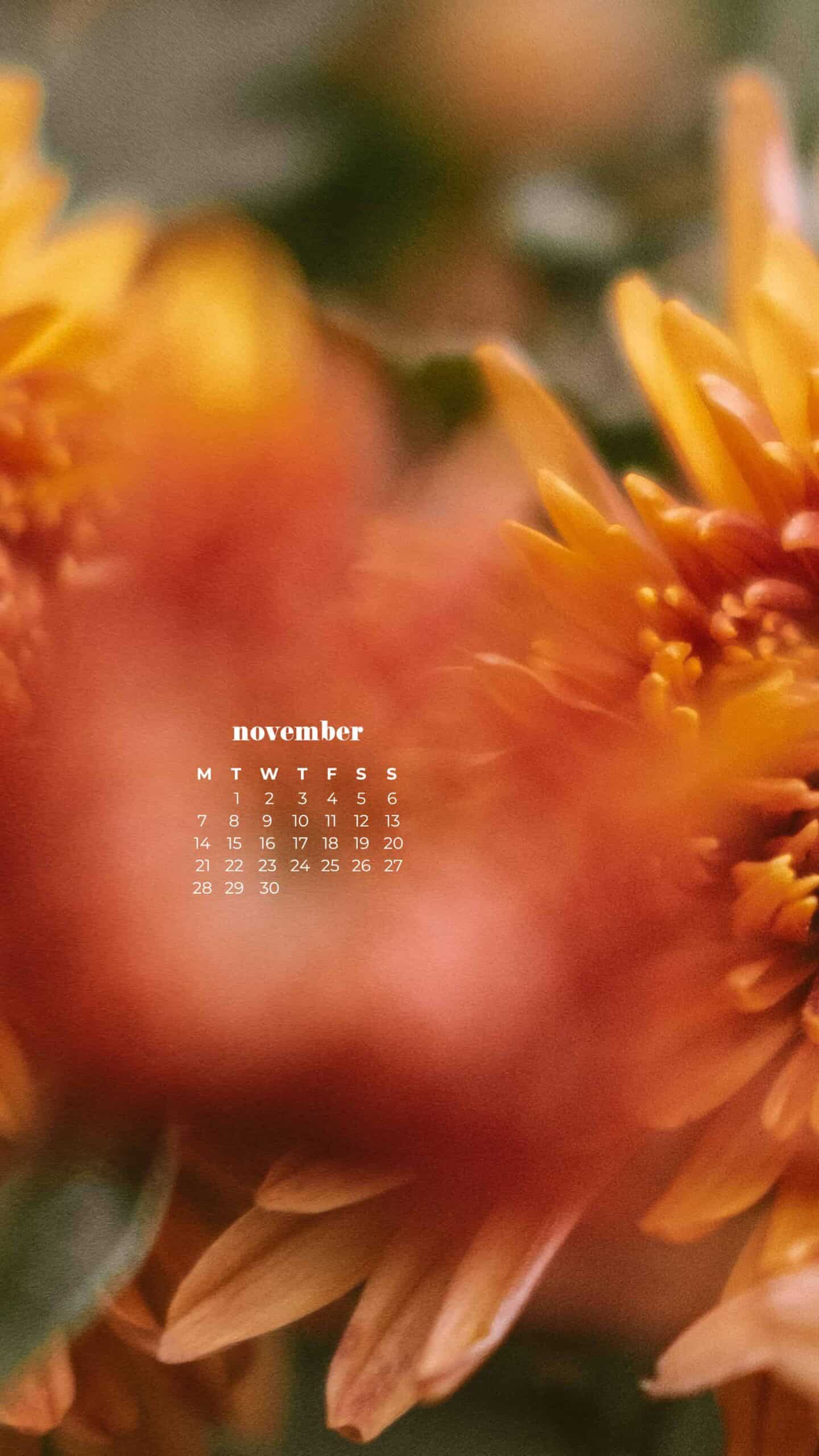 beautiful orangey colored fall flowers November 2022 wallpapers – FREE calendars in Sunday & Monday starts + no-calendar designs. 59 beautiful options for desktop & smart phones!