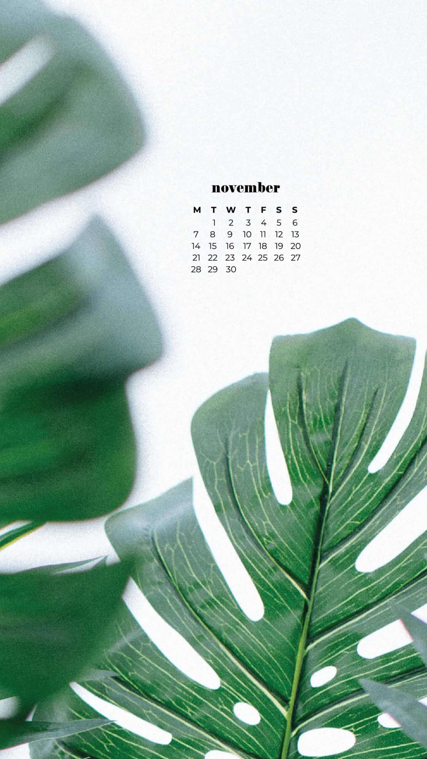 monsterra tropical plant leaves on white background November 2022 wallpapers – FREE calendars in Sunday & Monday starts + no-calendar designs. 59 beautiful options for desktop & smart phones!