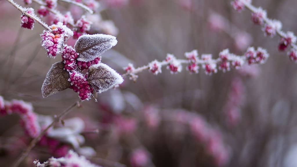 pink flower plant covered in a snowy frost November 2022 wallpapers – FREE calendars in Sunday & Monday starts + no-calendar designs. 59 beautiful options for desktop & smart phones!