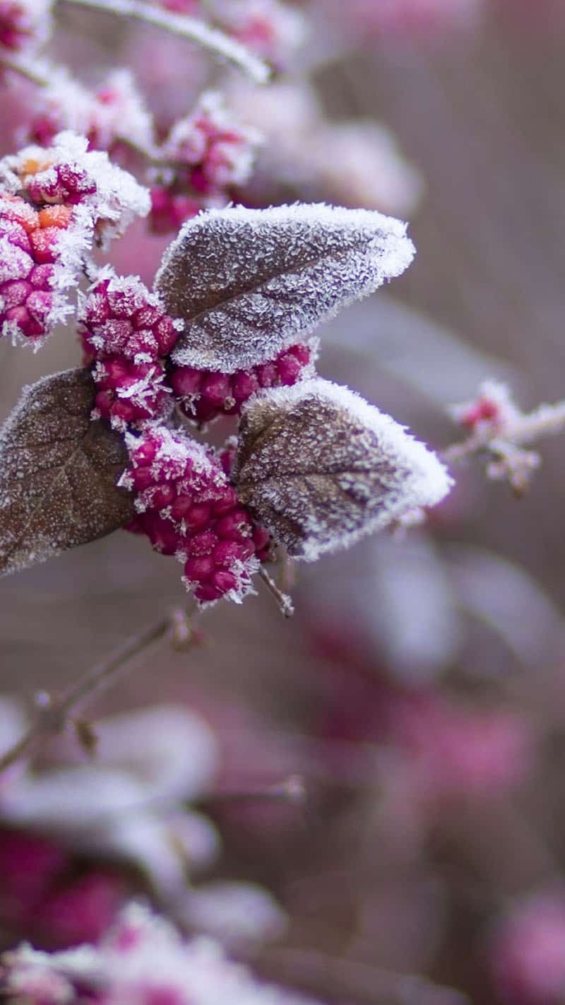 pink flower plant covered in a snowy frost November 2022 wallpapers – FREE calendars in Sunday & Monday starts + no-calendar designs. 59 beautiful options for desktop & smart phones!