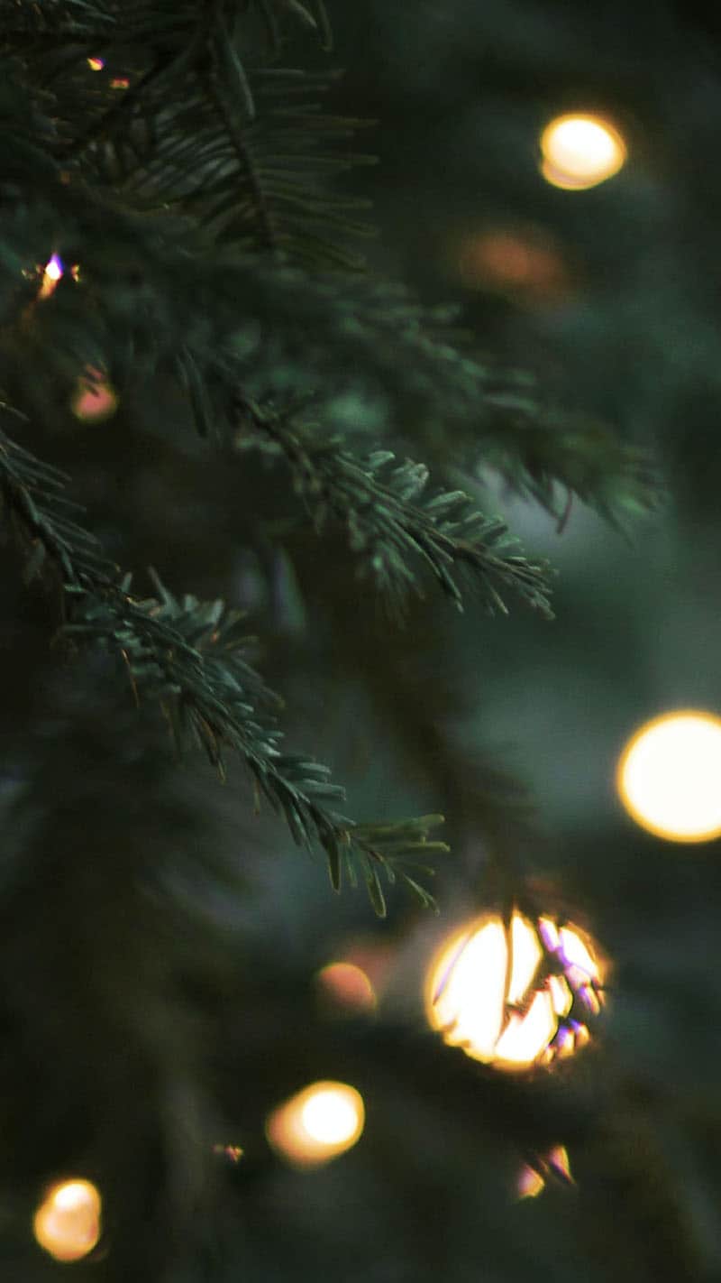 closeup of outdoor pine tree with glowy bokeh white lights November 2022 wallpapers – FREE calendars in Sunday & Monday starts + no-calendar designs. 59 beautiful options for desktop & smart phones!