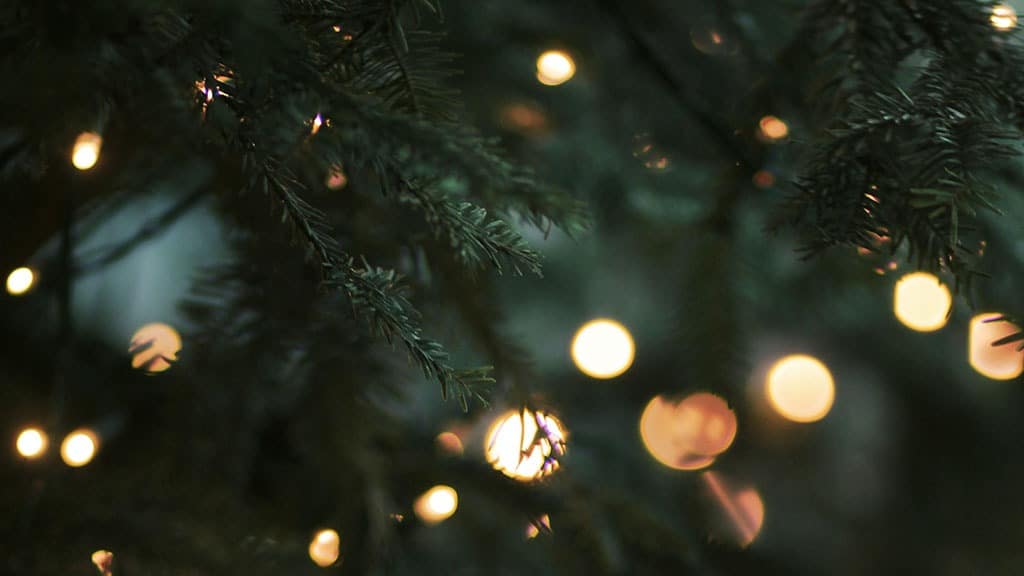 closeup of outdoor pine tree with glowy bokeh white lights November 2022 wallpapers – FREE calendars in Sunday & Monday starts + no-calendar designs. 59 beautiful options for desktop & smart phones!