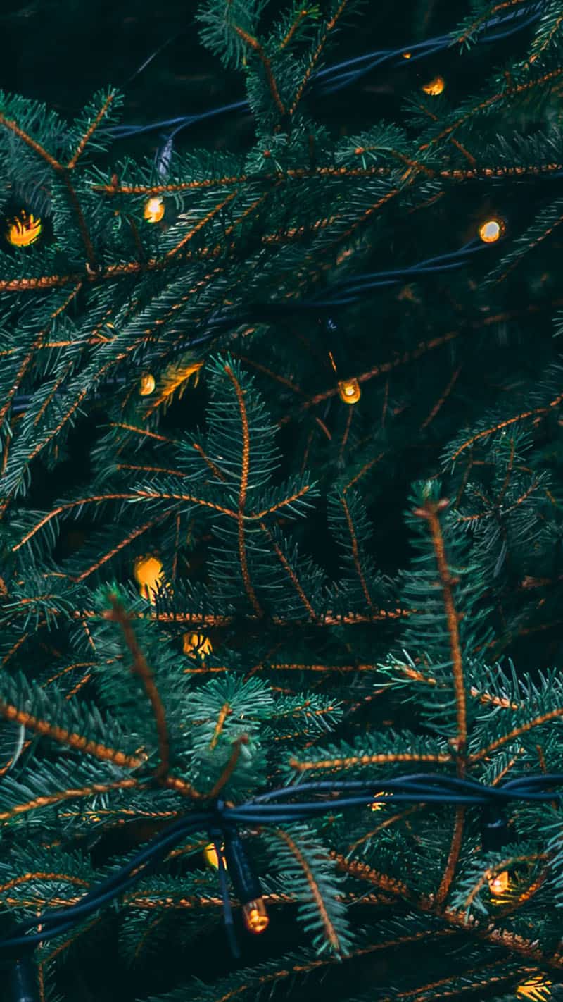 closeup of outdoor pine tree with glowy bokeh white lights November 2022 wallpapers – FREE calendars in Sunday & Monday starts + no-calendar designs. 59 beautiful options for desktop & smart phones!