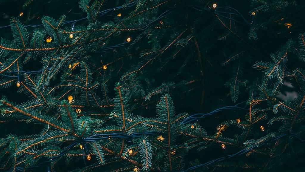 closeup of outdoor pine tree with glowy bokeh white lights November 2022 wallpapers – FREE calendars in Sunday & Monday starts + no-calendar designs. 59 beautiful options for desktop & smart phones!