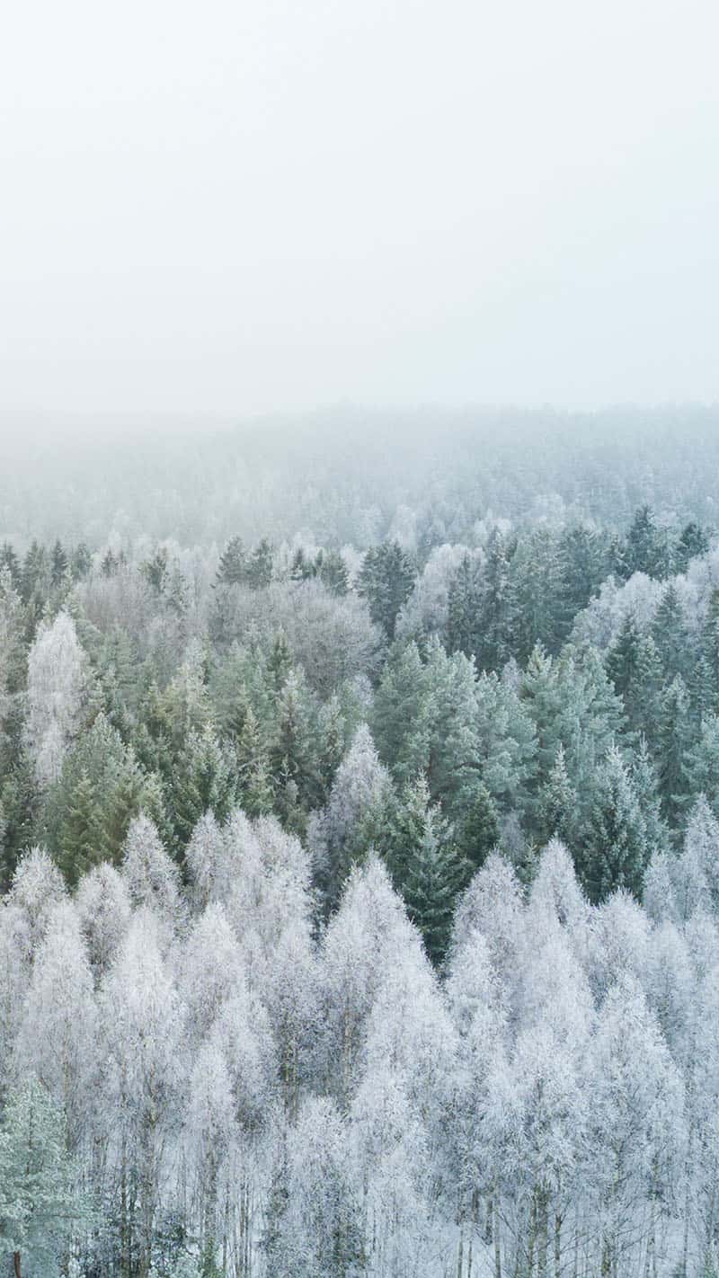 beautiful aerial scenic landscape frost on the evergreen and pine trees November 2022 wallpapers – FREE calendars in Sunday & Monday starts + no-calendar designs. 59 beautiful options for desktop & smart phones!