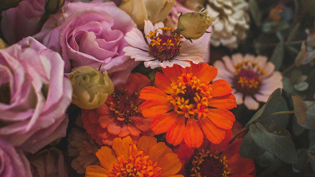 beautiful and colorful fall flowers with a vintage feel November 2022 wallpapers – FREE calendars in Sunday & Monday starts + no-calendar designs. 59 beautiful options for desktop & smart phones!