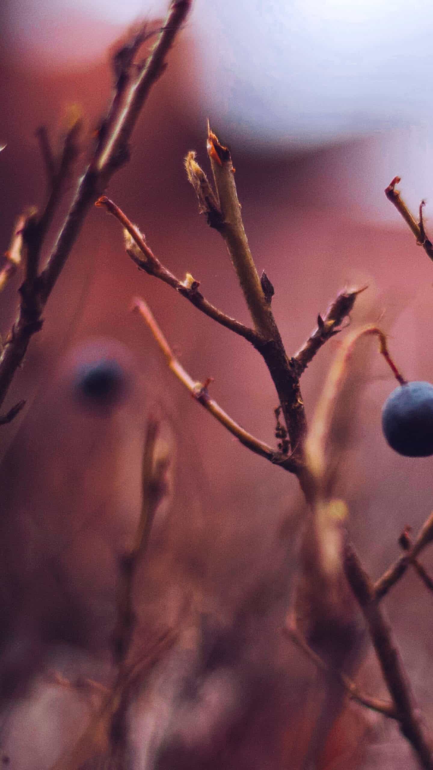 field at dusk with closeup of autumn blueberries with blurred bokeh background November 2022 wallpapers – FREE calendars in Sunday & Monday starts + no-calendar designs. 59 beautiful options for desktop & smart phones!