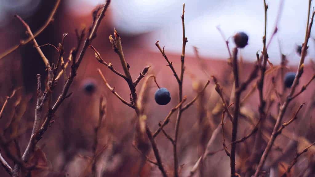 field at dusk with closeup of autumn blueberries with blurred bokeh background November 2022 wallpapers – FREE calendars in Sunday & Monday starts + no-calendar designs. 59 beautiful options for desktop & smart phones!