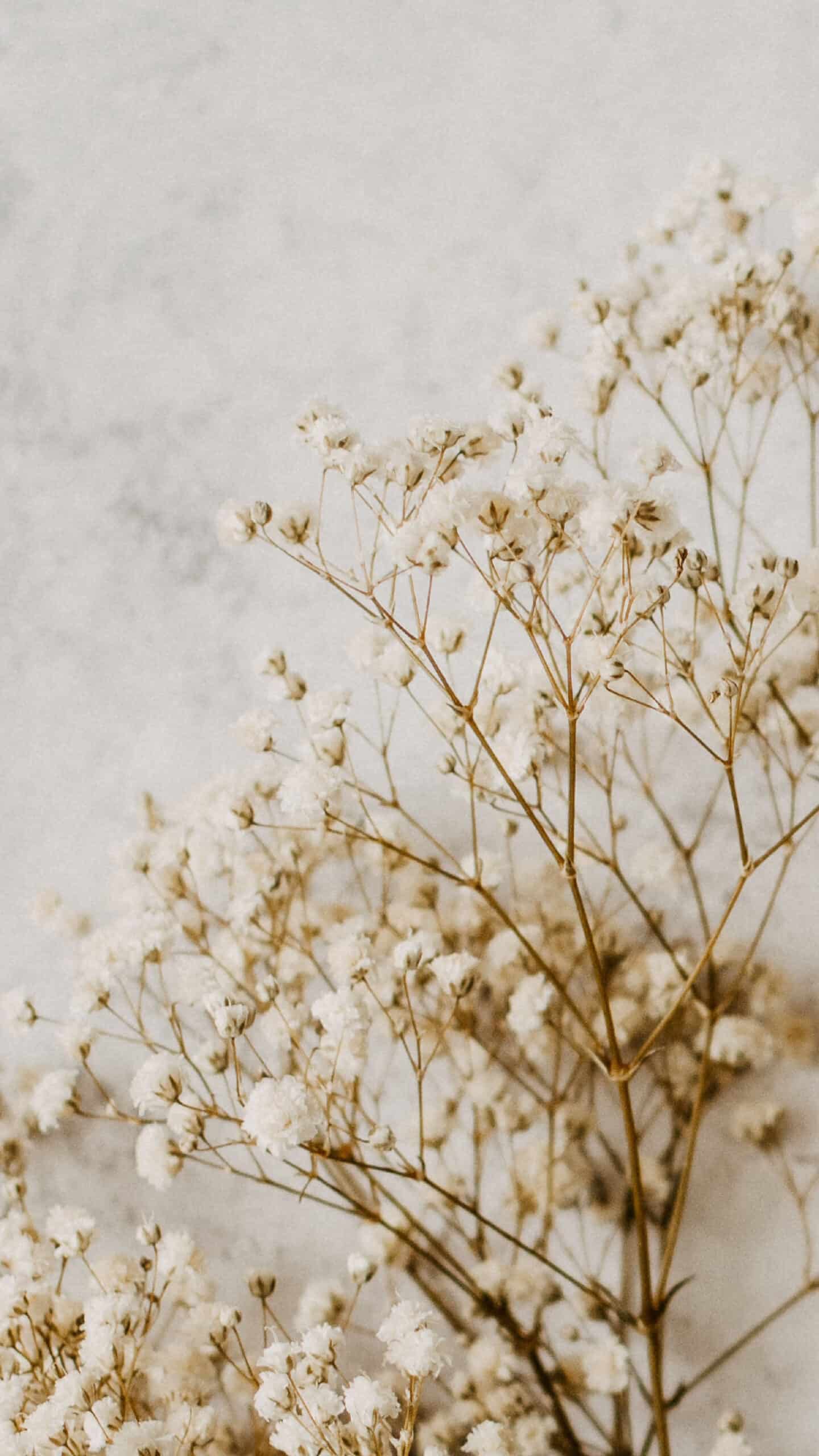 cream baby's breath on a light marble background, neutral and simple for fall November 2022 wallpapers – FREE calendars in Sunday & Monday starts + no-calendar designs. 59 beautiful options for desktop & smart phones!