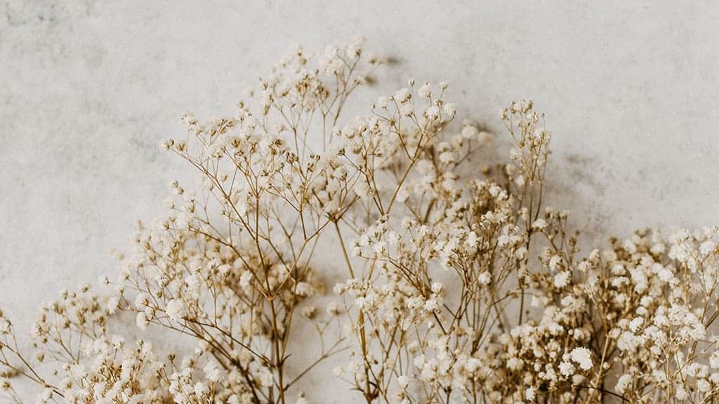 cream baby's breath on a light marble background, neutral and simple for fall November 2022 wallpapers – FREE calendars in Sunday & Monday starts + no-calendar designs. 59 beautiful options for desktop & smart phones!