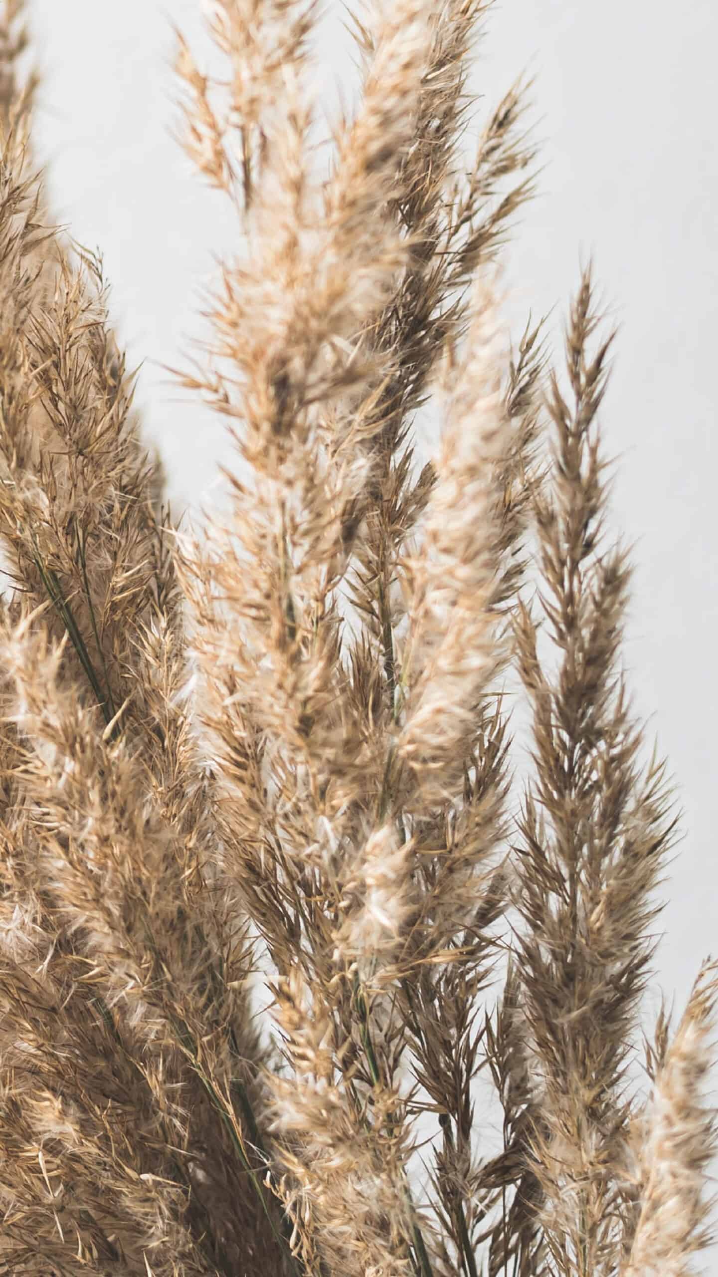 wheat pampas on a light background, neutral and simple for fall November 2022 wallpapers – FREE calendars in Sunday & Monday starts + no-calendar designs. 59 beautiful options for desktop & smart phones!