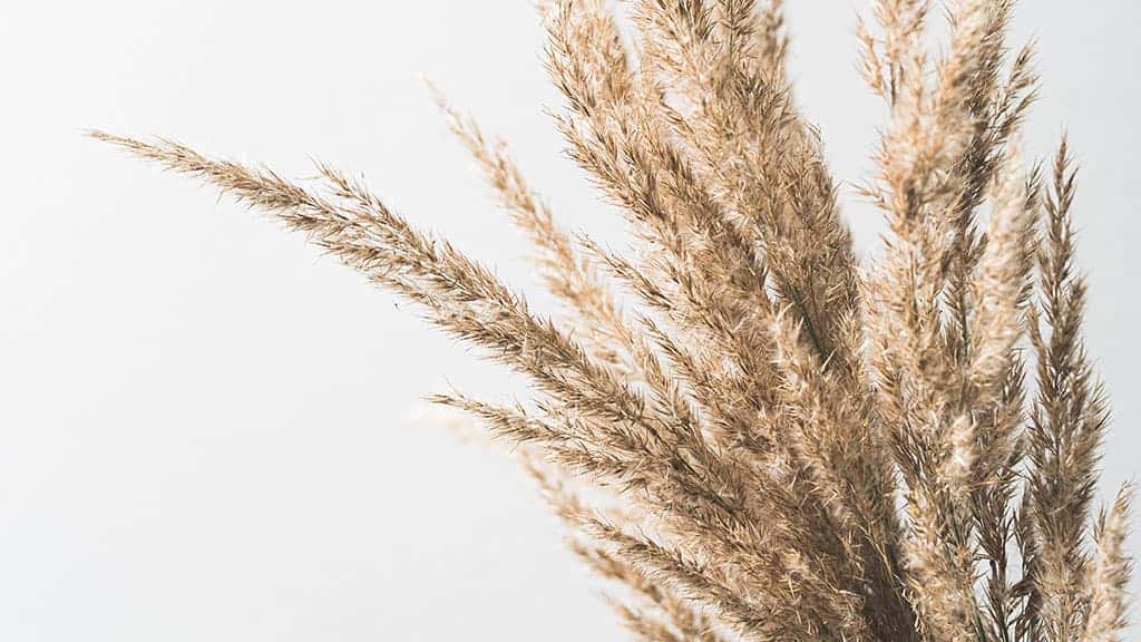 wheat pampas on a light background, neutral and simple for fall November 2022 wallpapers – FREE calendars in Sunday & Monday starts + no-calendar designs. 59 beautiful options for desktop & smart phones!