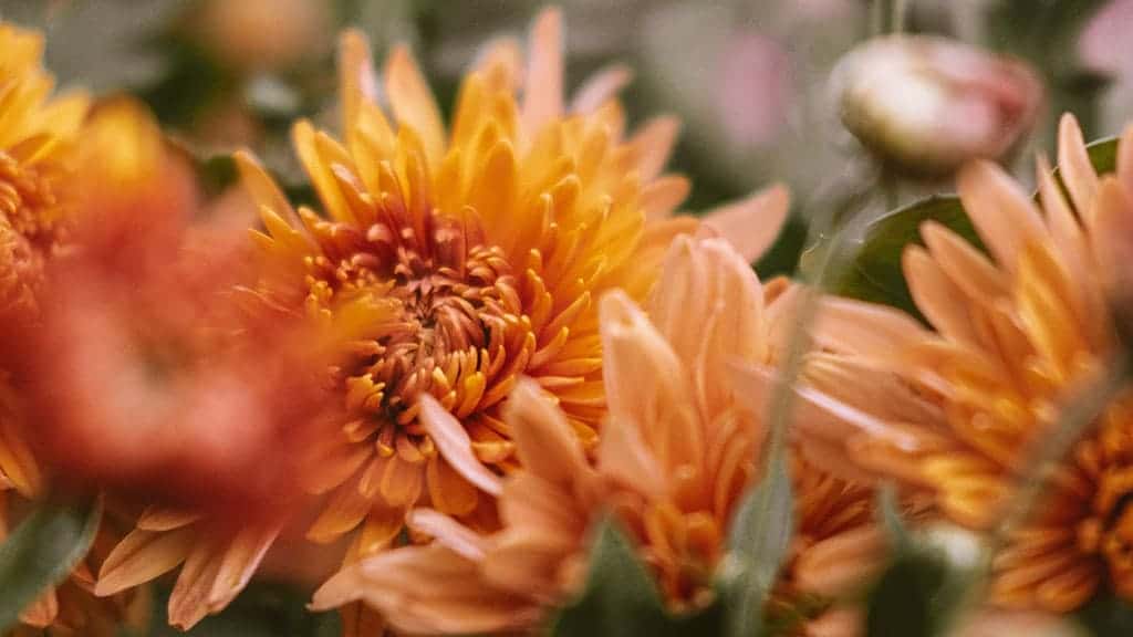 beautiful and orangey and gold fall flowers November 2022 wallpapers – FREE calendars in Sunday & Monday starts + no-calendar designs. 59 beautiful options for desktop & smart phones!
