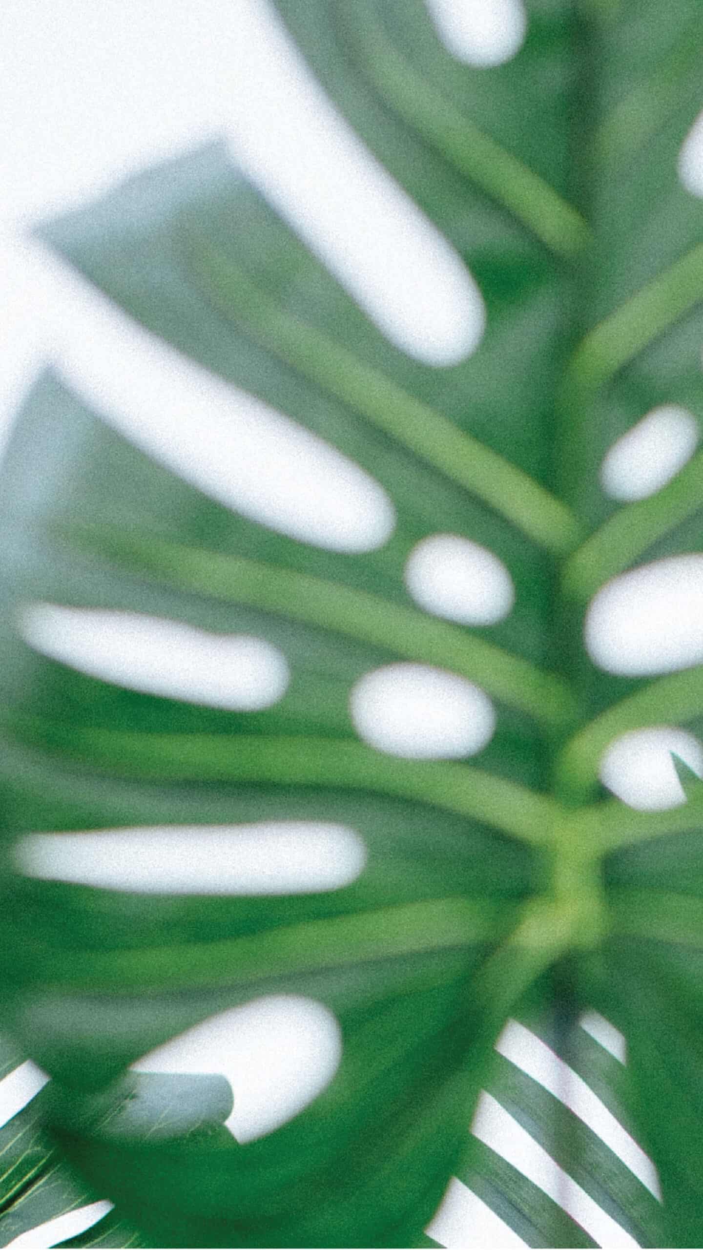 monsterra tropical plant leaves on white background November 2022 wallpapers – FREE calendars in Sunday & Monday starts + no-calendar designs. 59 beautiful options for desktop & smart phones!