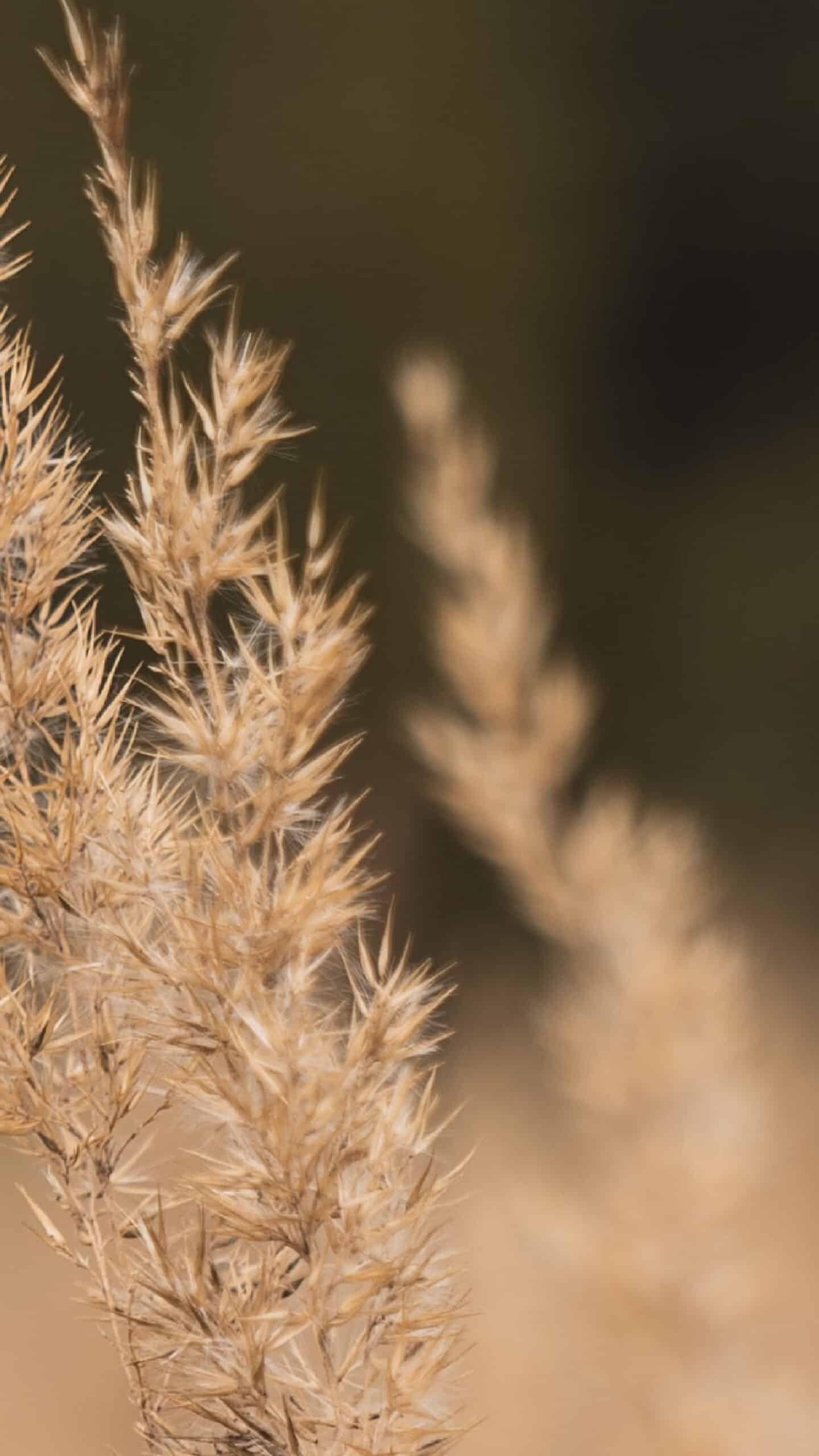 wheat field with blurred dark background- neutral and simple for fall November 2022 wallpapers – FREE calendars in Sunday & Monday starts + no-calendar designs. 59 beautiful options for desktop & smart phones!