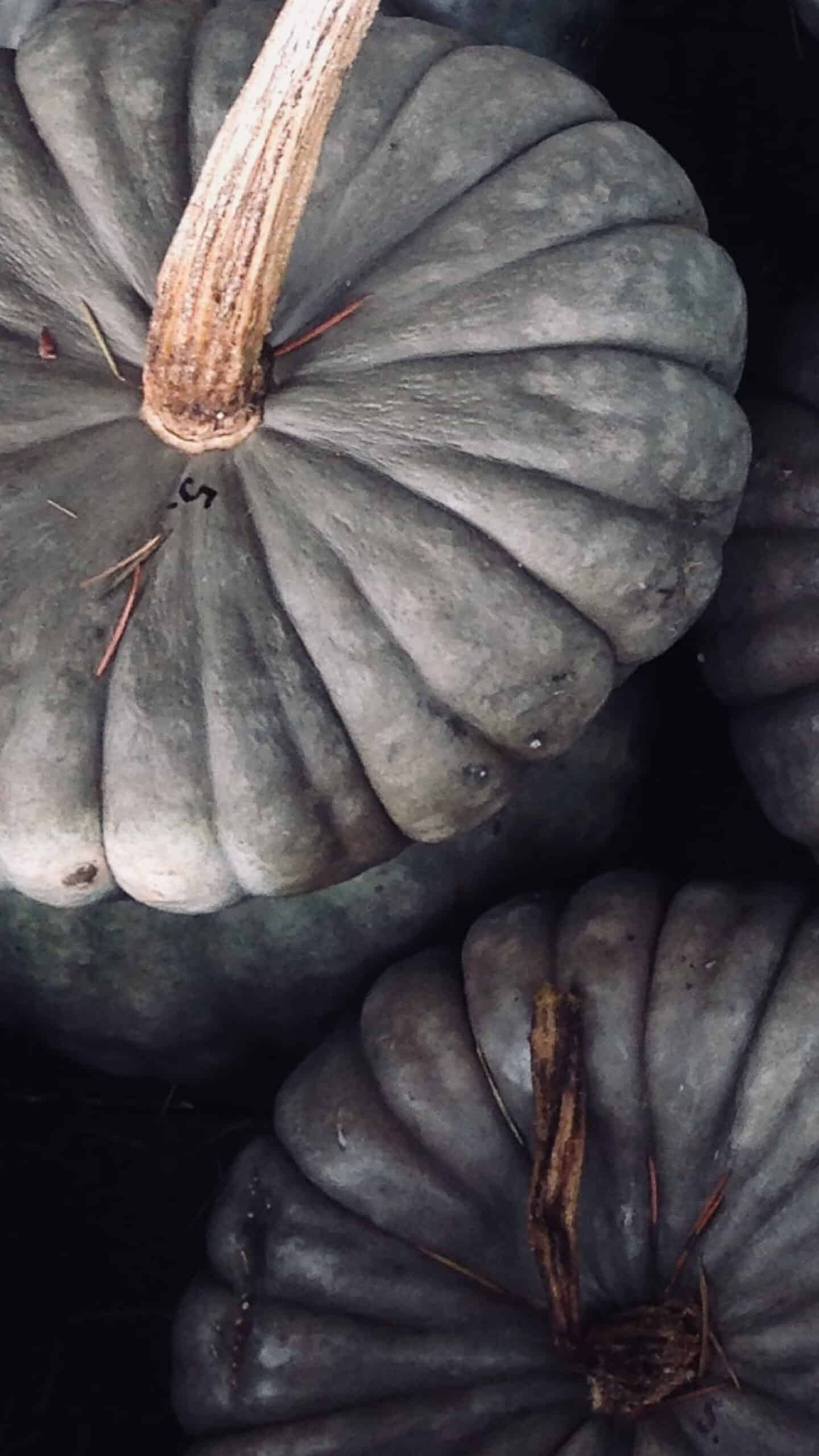 aerial shot of gray and green pumpkins in the fall November 2022 wallpapers – FREE calendars in Sunday & Monday starts + no-calendar designs. 59 beautiful options for desktop & smart phones!