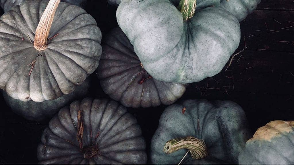 aerial shot of gray and green pumpkins in the fall November 2022 wallpapers – FREE calendars in Sunday & Monday starts + no-calendar designs. 59 beautiful options for desktop & smart phones!