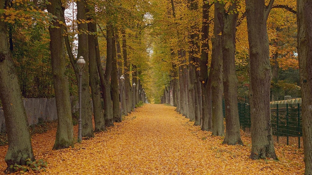 fall autumn tree pathway with yellow leaves on the ground November 2022 wallpapers – FREE calendars in Sunday & Monday starts + no-calendar designs. 59 beautiful options for desktop & smart phones!