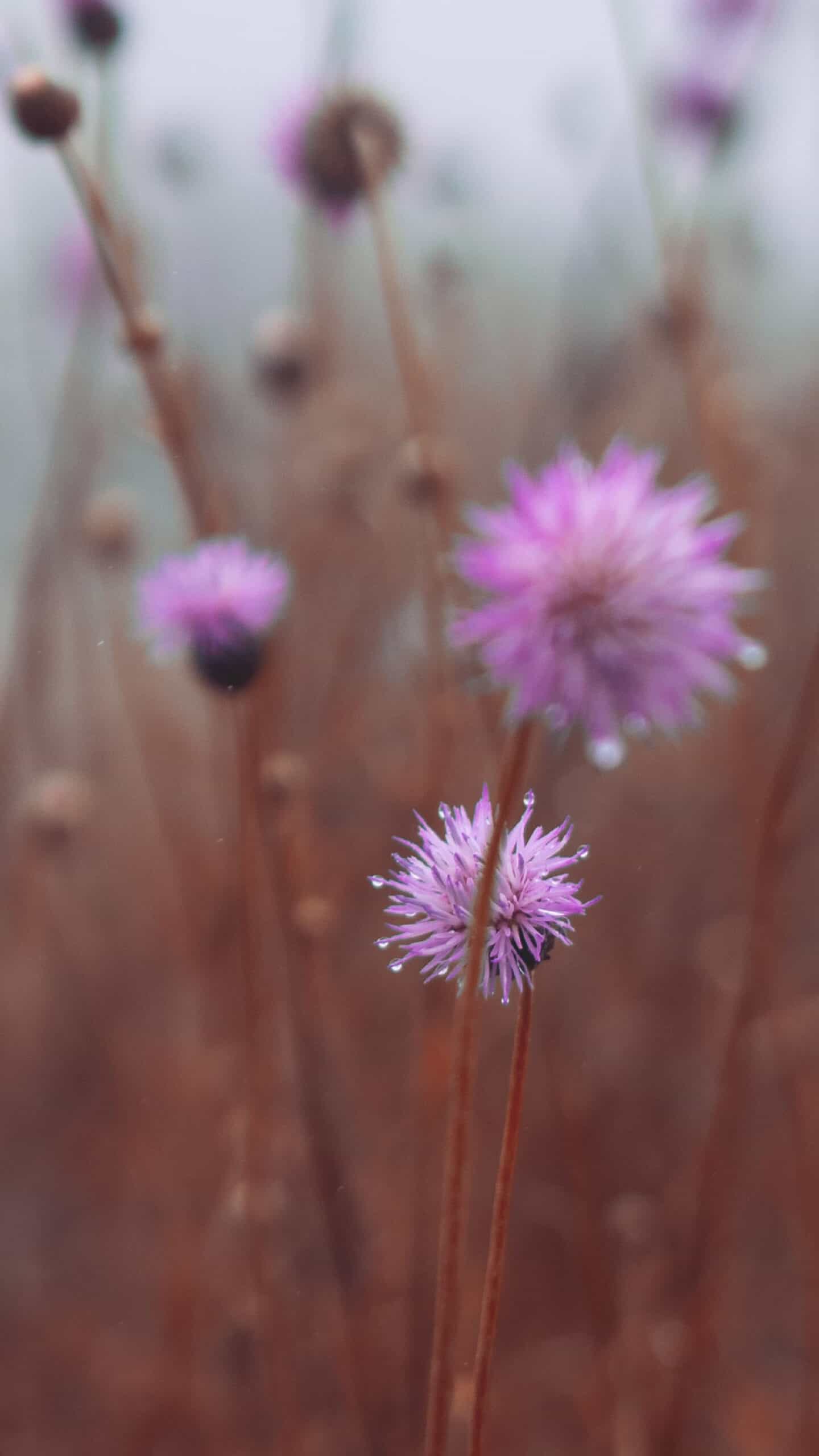 pink wild flowers in a fall field November 2022 wallpapers – FREE calendars in Sunday & Monday starts + no-calendar designs. 59 beautiful options for desktop & smart phones!