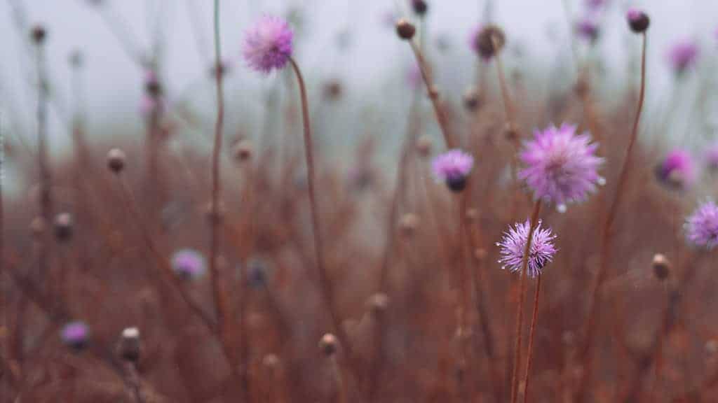 pink wild flowers in a fall field November 2022 wallpapers – FREE calendars in Sunday & Monday starts + no-calendar designs. 59 beautiful options for desktop & smart phones!