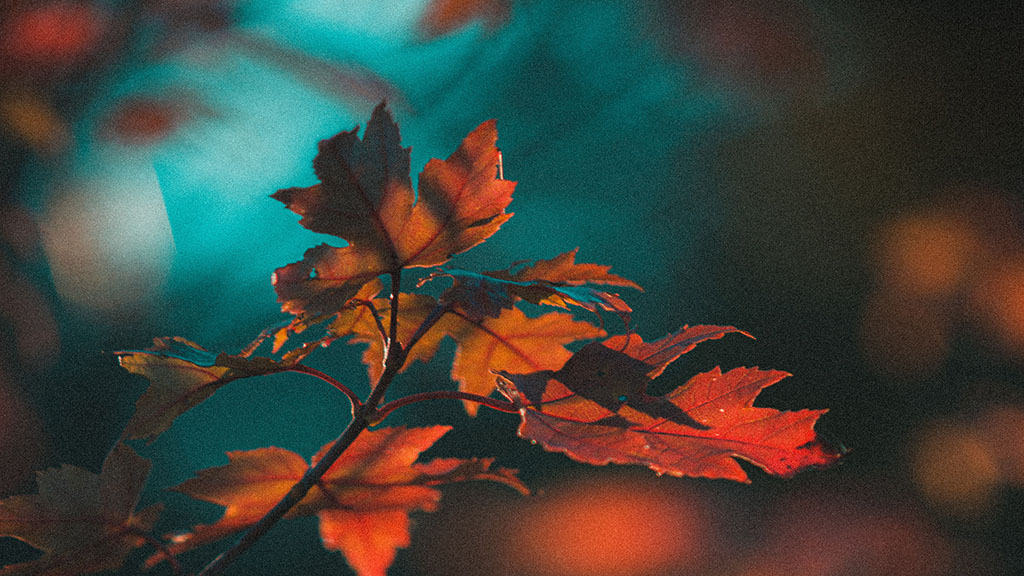 pretty colorful fall leaves on a tree closeup with turquoise bokeh in the background November 2022 wallpapers – FREE calendars in Sunday & Monday starts + no-calendar designs. 59 beautiful options for desktop & smart phones!