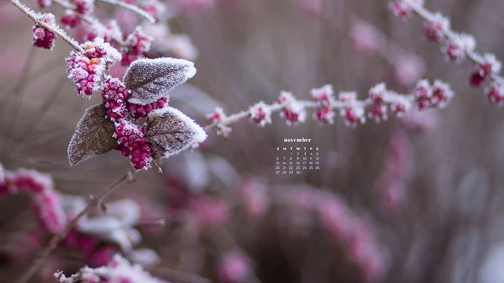 pink flower plant covered in a snowy frost November 2022 wallpapers – FREE calendars in Sunday & Monday starts + no-calendar designs. 59 beautiful options for desktop & smart phones!