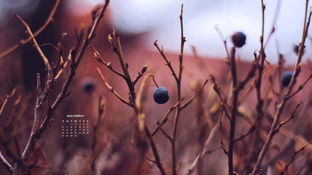 field at dusk with closeup of autumn blueberries with blurred bokeh background November 2022 wallpapers – FREE calendars in Sunday & Monday starts + no-calendar designs. 59 beautiful options for desktop & smart phones!