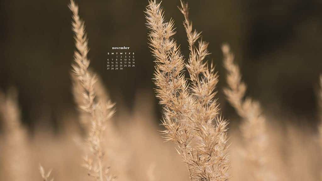 wheat in a field with blurred background - neutral and simple for fall November 2022 wallpapers – FREE calendars in Sunday & Monday starts + no-calendar designs. 59 beautiful options for desktop & smart phones!