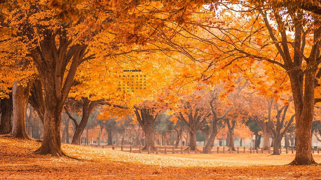 fall autumn trees with yellow and orange leaves November 2022 wallpapers – FREE calendars in Sunday & Monday starts + no-calendar designs. 59 beautiful options for desktop & smart phones!