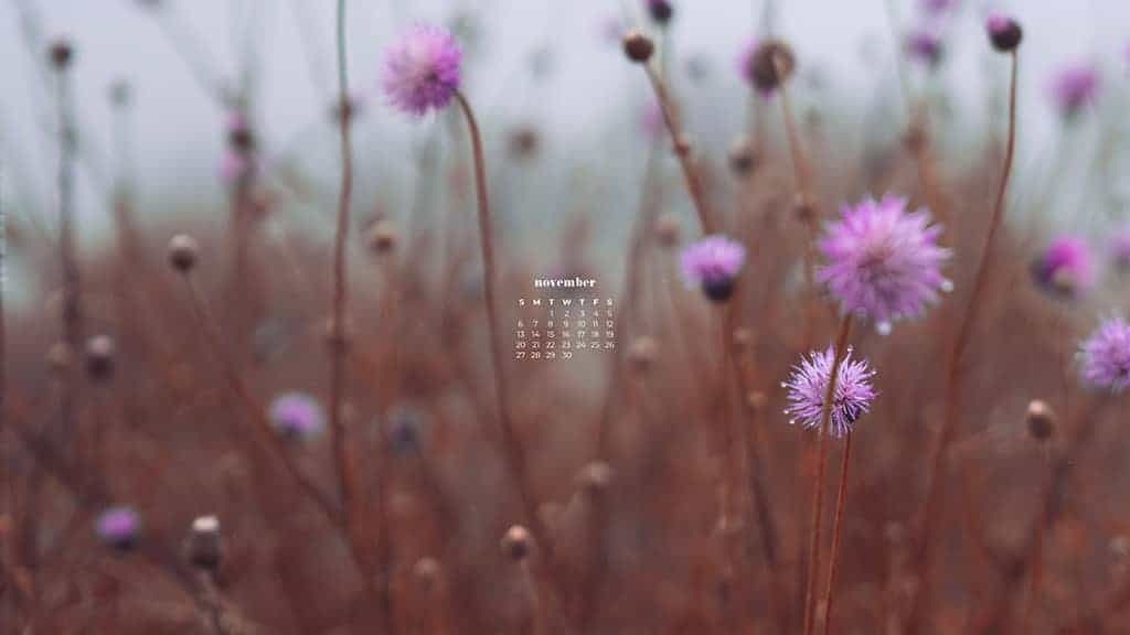 pink wild flowers in a fall field November 2022 wallpapers – FREE calendars in Sunday & Monday starts + no-calendar designs. 59 beautiful options for desktop & smart phones!