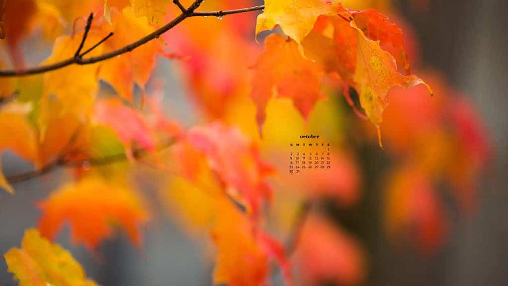 colorful fall leaves on branches October 2022 wallpapers – FREE calendars in Sunday & Monday starts + no-calendar designs. 55 beautiful options for desktop & smart phones!