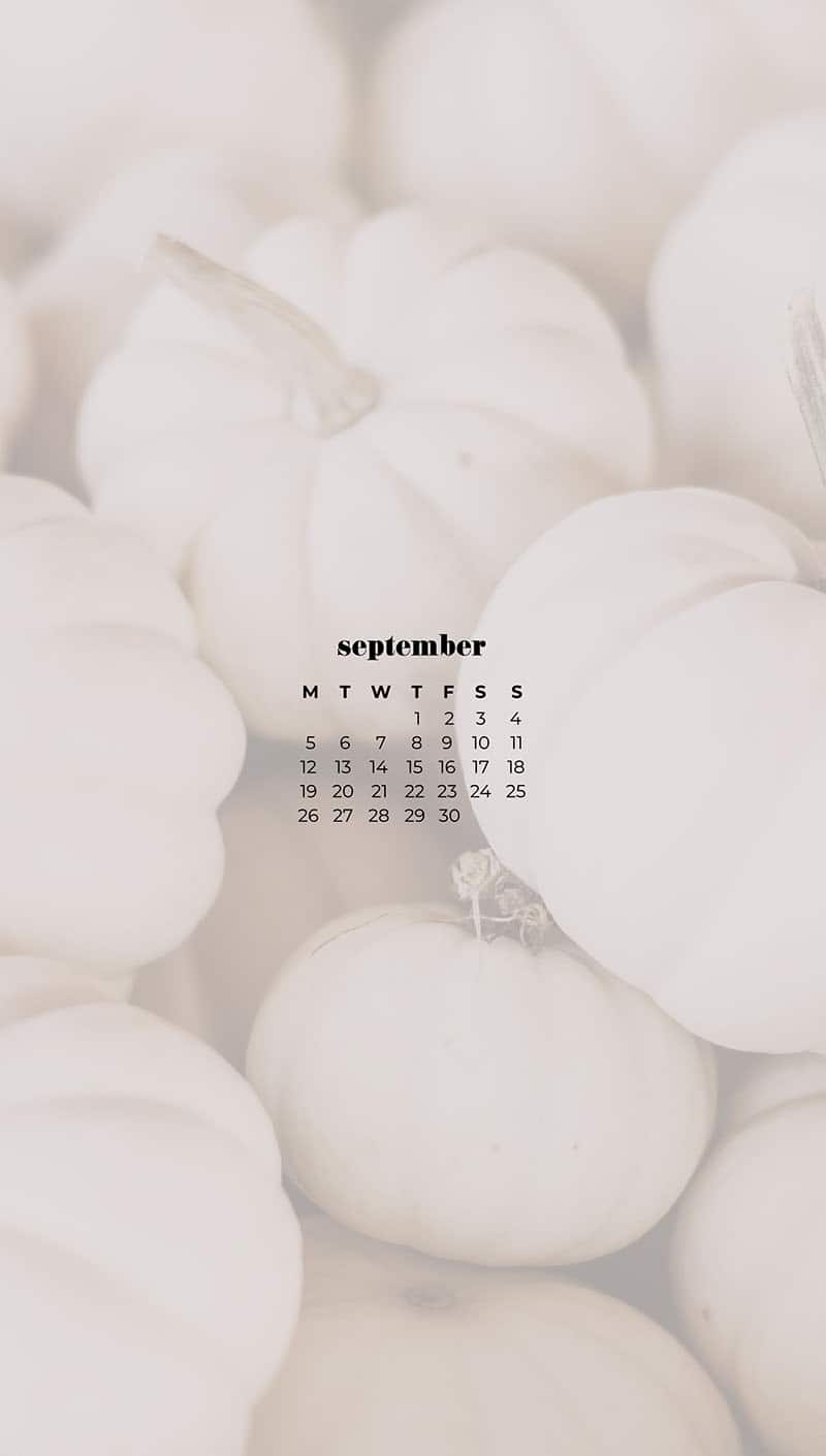 piles of small white pumpkins September wallpapers – FREE calendars in Sunday & Monday starts + no-calendar designs. 55 beautiful options for desktop & smart phones!