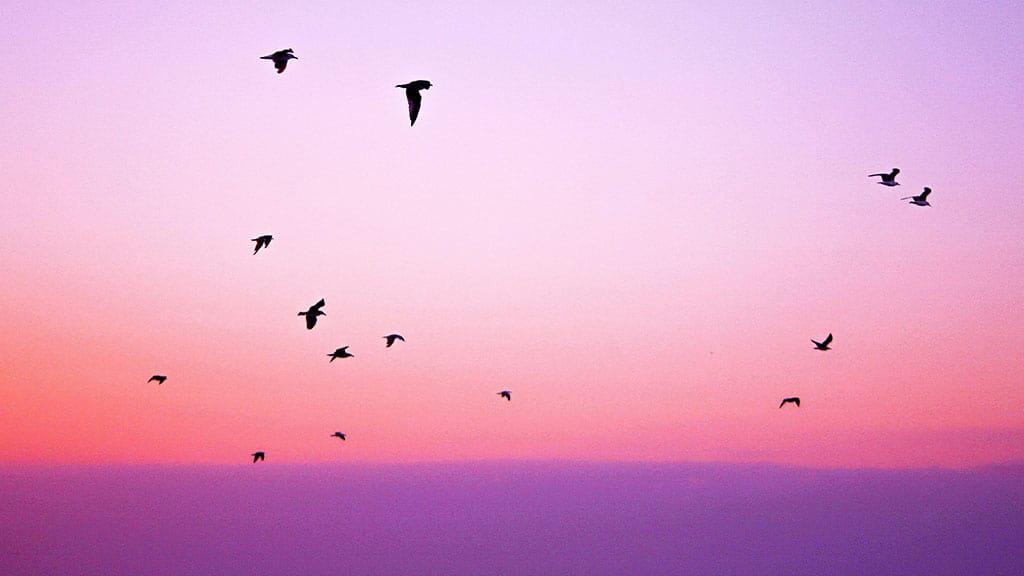 birds in a pink and purple sunset sky