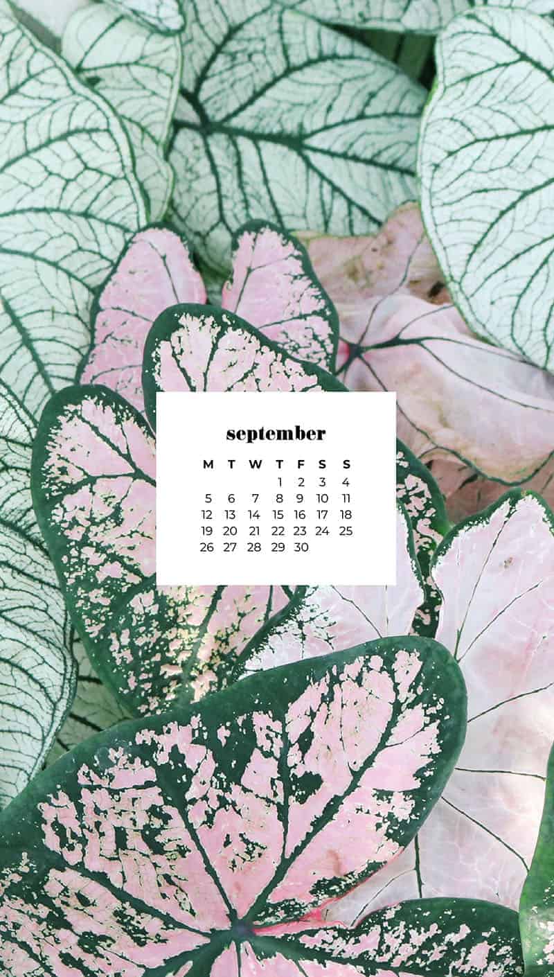 pretty green and pink plants September wallpapers 2022– FREE calendars in Sunday & Monday starts + no-calendar designs. 55 beautiful options for desktop & smart phones!