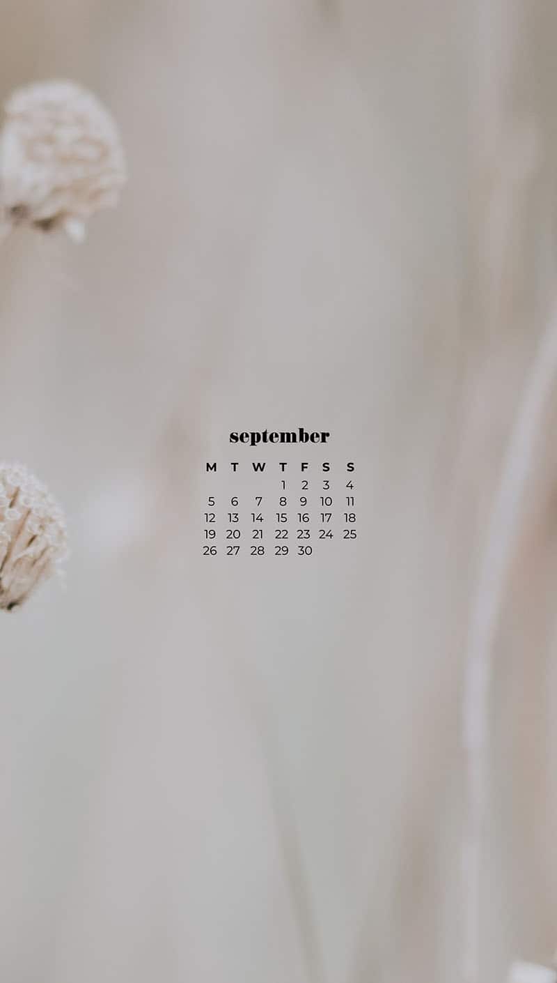 field with soft white wildflowers Septemberwallpapers – FREE calendars in Sunday & Monday starts + no-calendar designs. 55 beautiful options for desktop & smart phones!