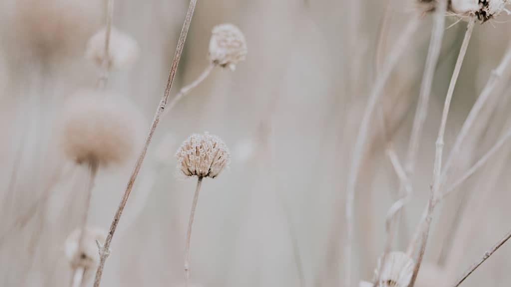 field with soft white wildflowers 