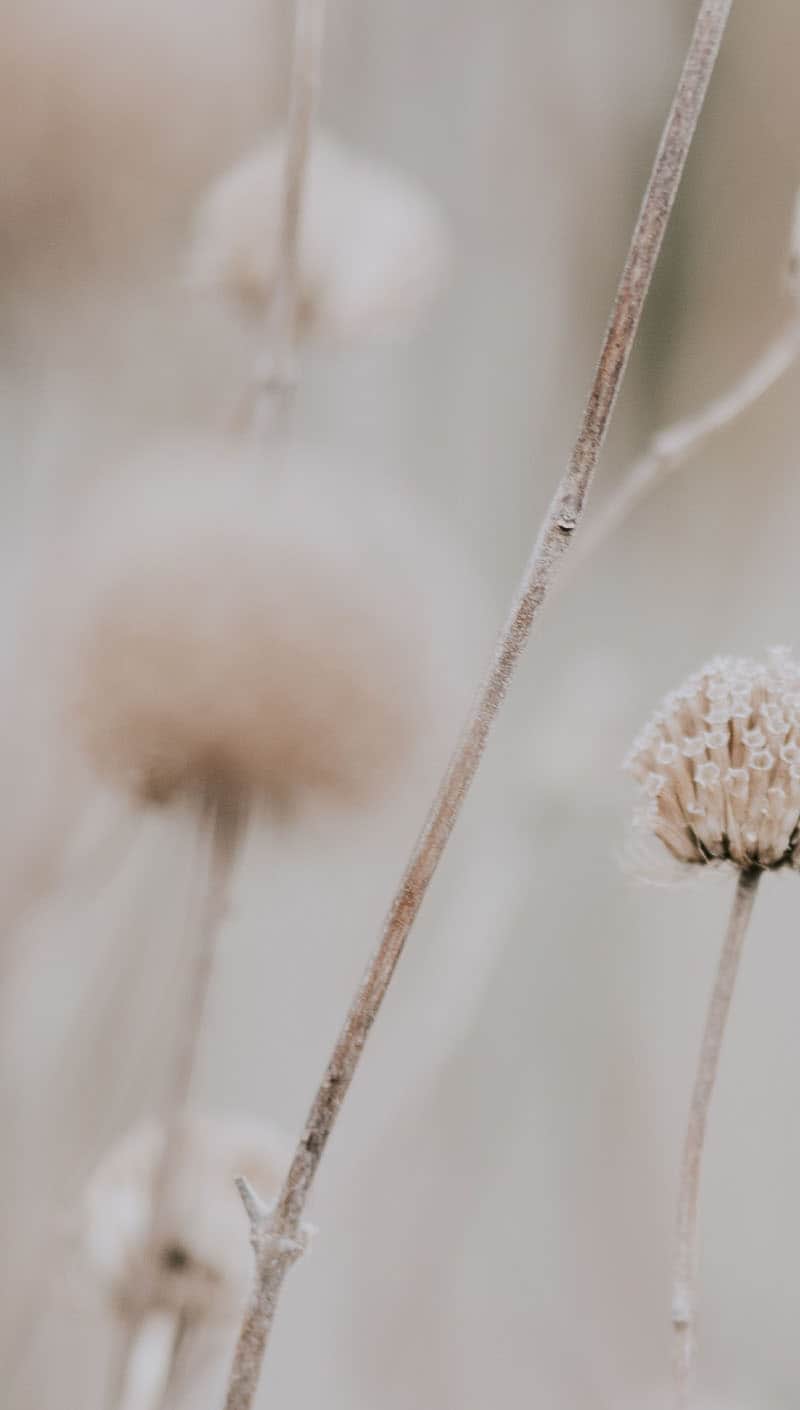 field with soft white wildflowers 