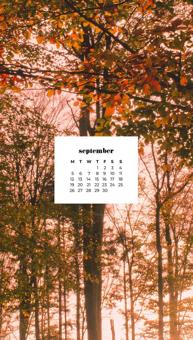 fall frees with golden hour light streaming through September wallpapers – FREE calendars in Sunday & Monday starts + no-calendar designs. 55 beautiful options for desktop & smart phones!