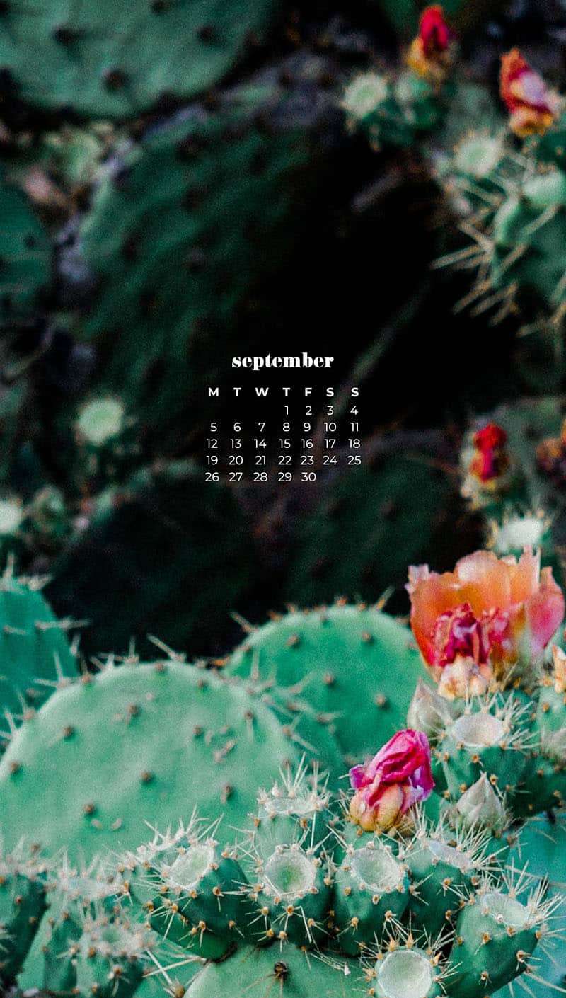 cacti with pink flowers September wallpapers – FREE calendars in Sunday & Monday starts + no-calendar designs. 55 beautiful options for desktop & smart phones!