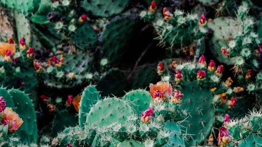 cacti with pink flowers
