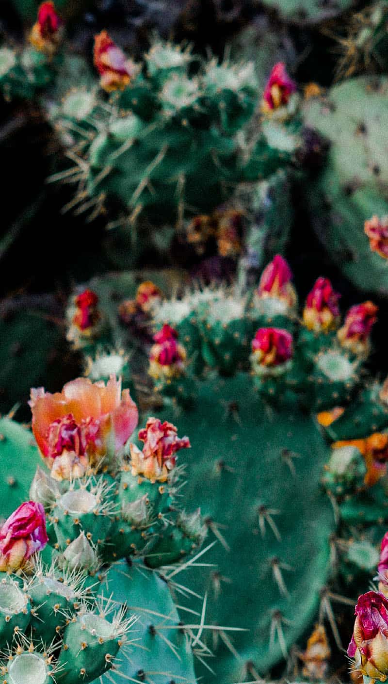 cacti with pink flowers