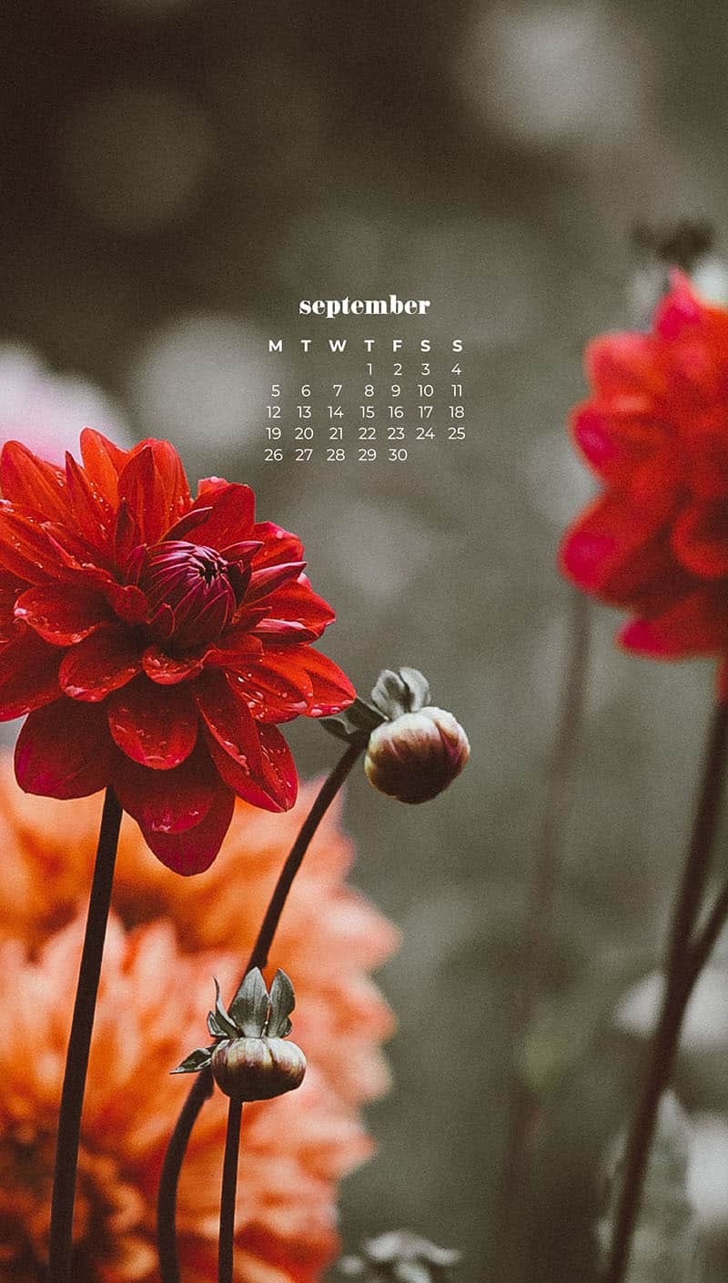 pretty red, pink, and orange flowers September wallpapers – FREE calendars in Sunday & Monday starts + no-calendar designs. 55 beautiful options for desktop & smart phones!