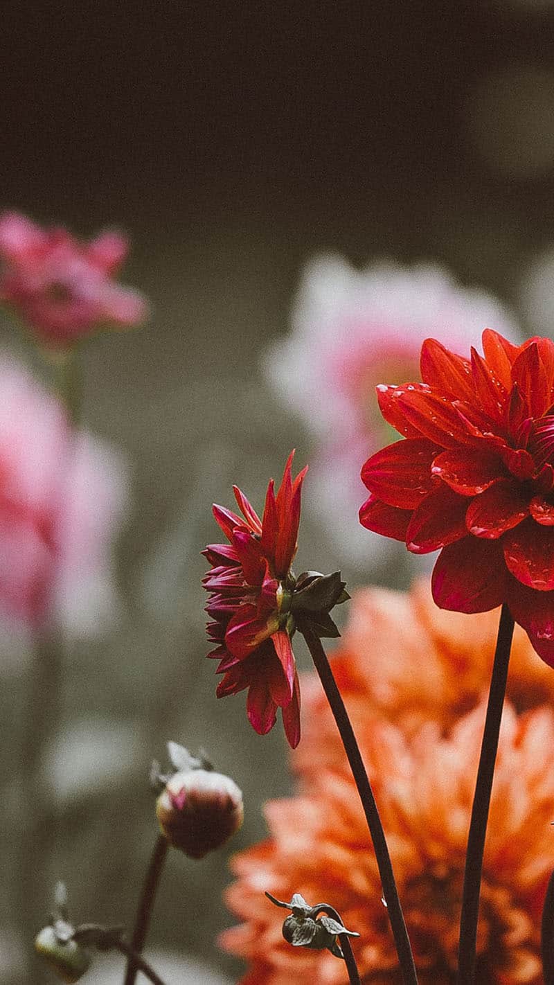 pretty red, pink, and orange flowers