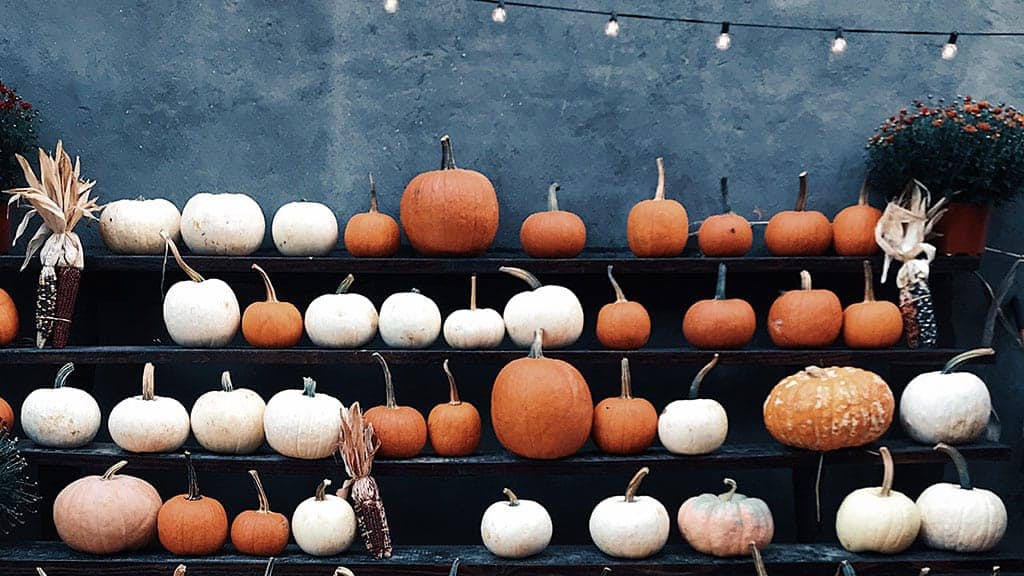 shelves of pumpkins in orange and white with cafe lights